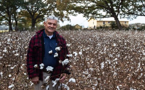 Redefining Cotton As Protein