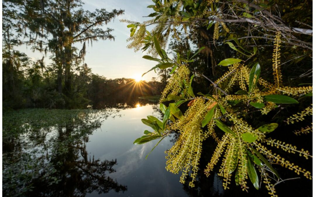 News From Around the South, 1/6 to 1/13
